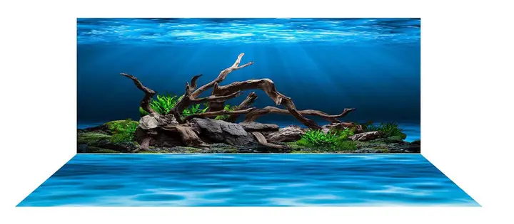 chọn phông nền cho cá rồng