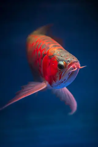chọn phông nền cho cá rồng