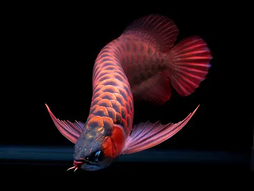 chọn phông nền cho cá rồng