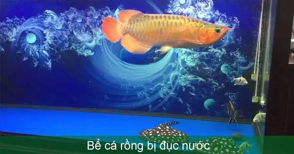 chọn phông nền cho cá rồng