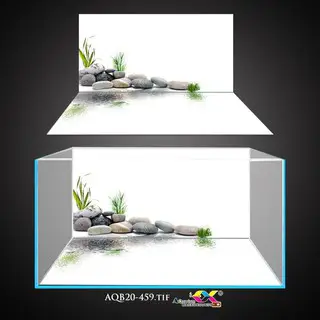 chọn phông nền cho cá rồng