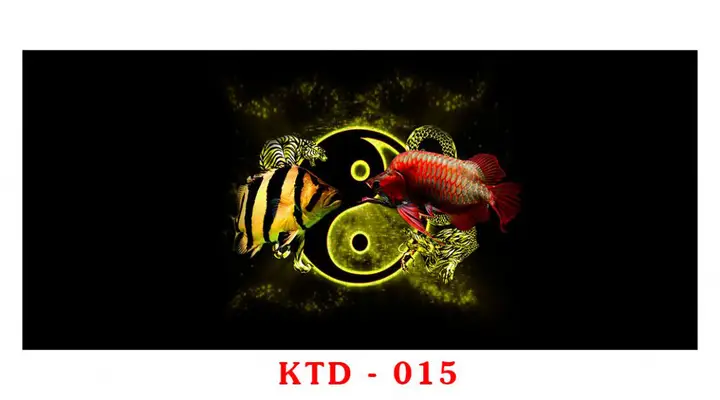 chọn phông nền cho cá rồng