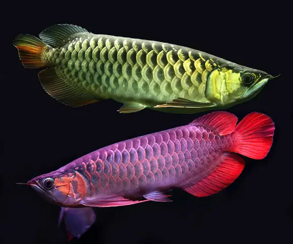 chọn phông nền cho cá rồng