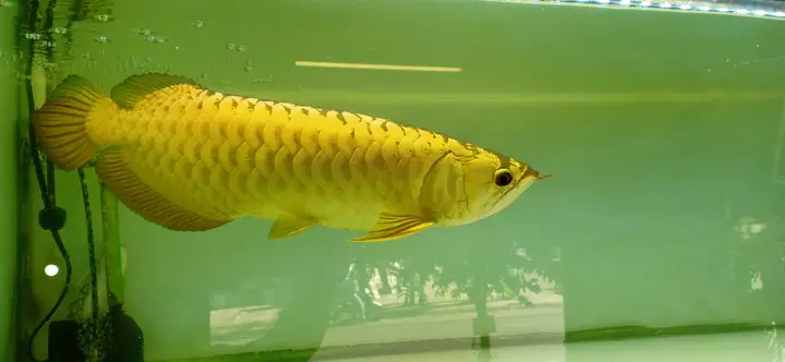 chọn phông nền cho cá rồng