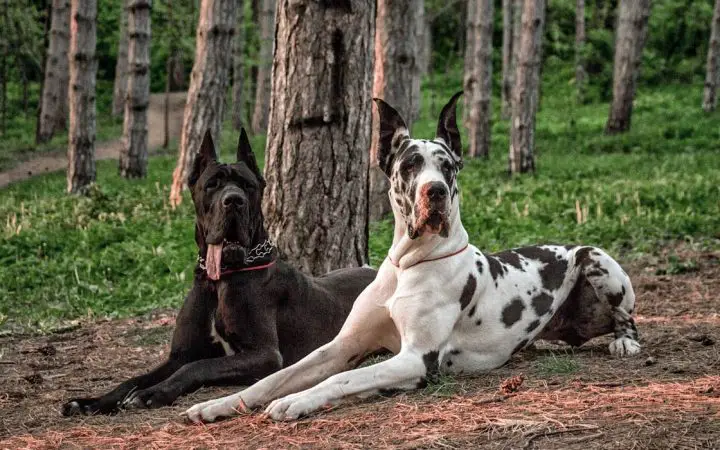 chú chó pitbull lớn nhất thế giới