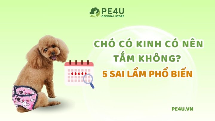 Các giai đoạn trong chu kỳ kinh nguyệt của chó phốc sóc