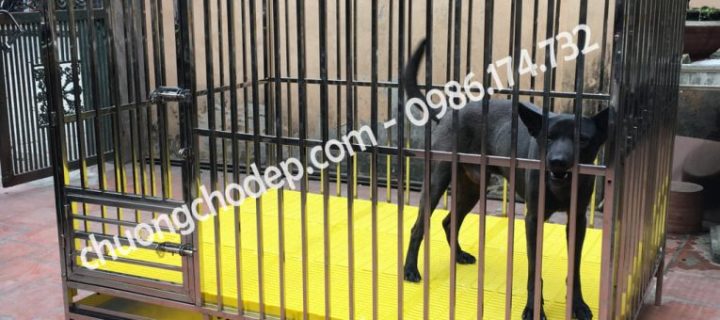 Kích thước chuồng chó Phú Quốc: Tiêu chuẩn và Hướng dẫn chọn Kích thước chuồng chó Phú Quốc: Tiêu chuẩn và Hướng dẫn chọn