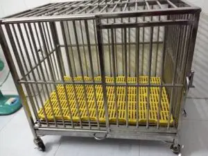 Kiểm tra chuồng chó cũ trước khi mua Kiểm tra chuồng chó cũ trước khi mua