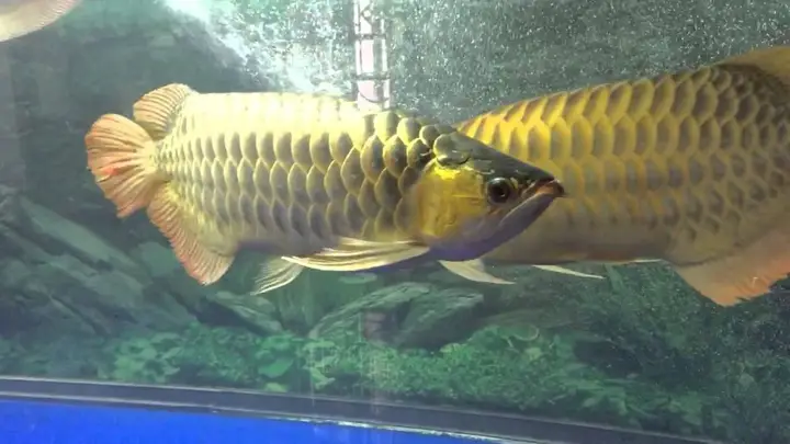 có nên nuôi cá rồng có nên nuôi cá rồng