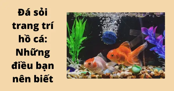 có nên rải sỏi trong hồ cá có nên rải sỏi trong hồ cá