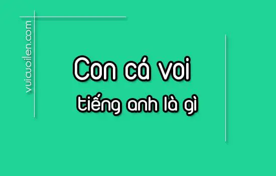 con cá voi tiếng anh là gì con cá voi tiếng anh là gì