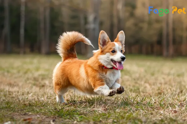 Corgi Lai Chó Cỏ: Đặc Điểm, Tính Cách Và Cách Chăm Sóc Hiệu Quả Corgi lai chó cỏ là gì?
