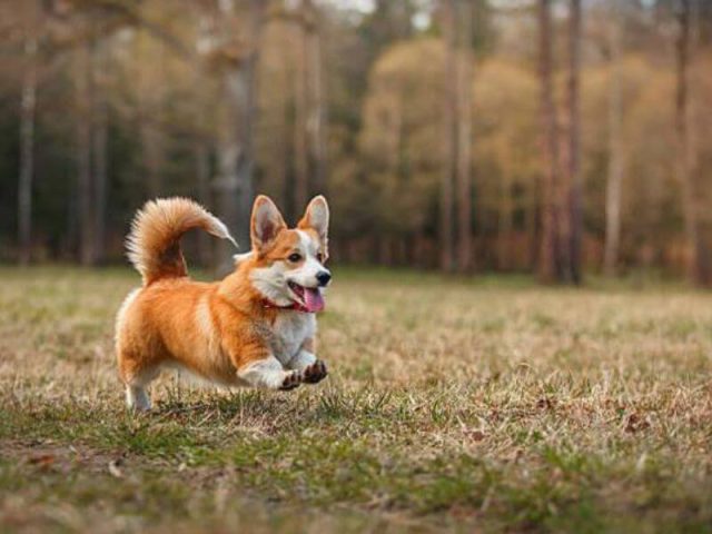 Corgi Lai Chó Cỏ: Đặc Điểm, Tính Cách Và Cách Chăm Sóc Hiệu Quả Cách chăm sóc corgi lai chó cỏ