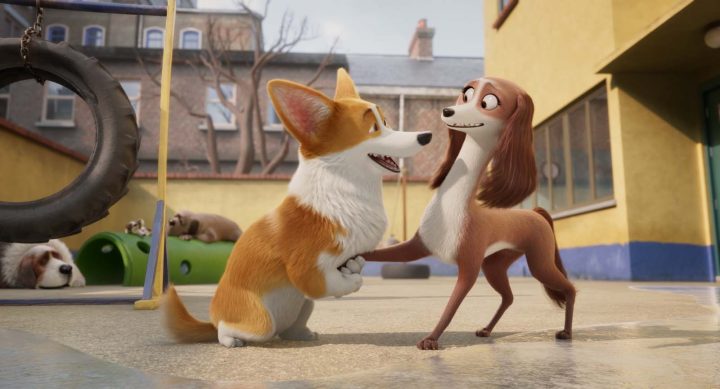 Corgi Những Chú Chó Hoàng Gia: Đặc Điểm Và Cách Chăm Sóc Thú Cưng Dễ Thương Corgi  Những Chú Chó Hoàng Gia
