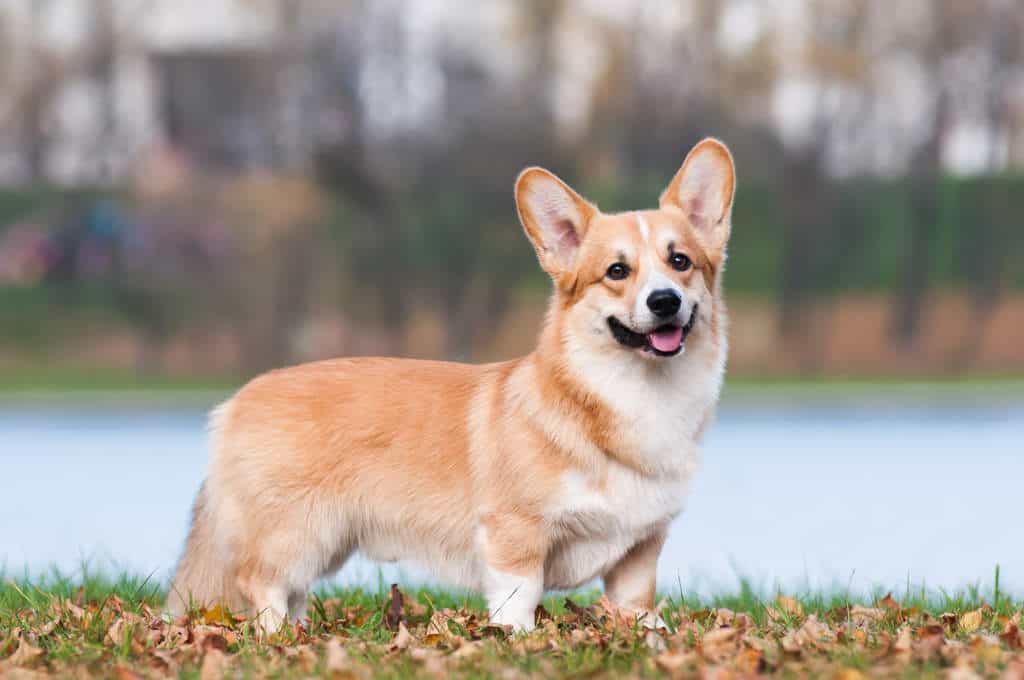 Corgi Những Chú Chó Hoàng Gia: Đặc Điểm Và Cách Chăm Sóc Thú Cưng Dễ Thương Đặc Điểm Nổi Bật Của Chó Corgi
