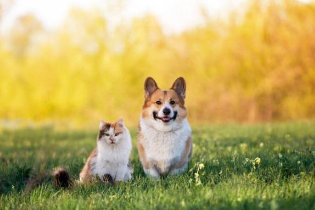Corgi Những Chú Chó Hoàng Gia: Đặc Điểm Và Cách Chăm Sóc Thú Cưng Dễ Thương Lịch Sử Và Nguồn Gốc Của Chó Corgi