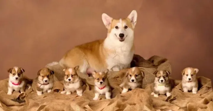 Corgi Những Chú Chó Hoàng Gia: Đặc Điểm Và Cách Chăm Sóc Thú Cưng Dễ Thương Cách Chăm Sóc Chó Corgi Đúng Cách