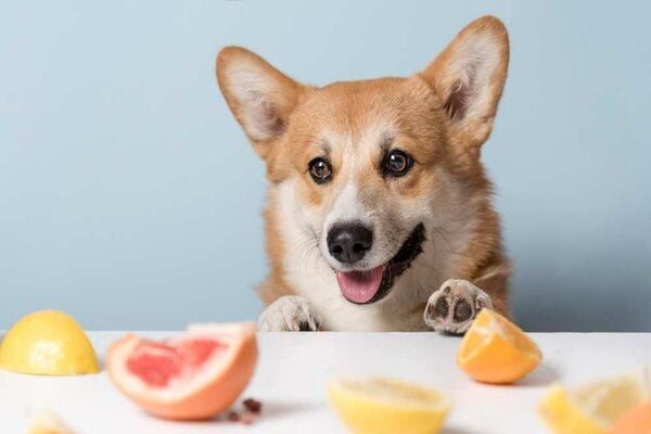 Corgi Những Chú Chó Hoàng Gia: Đặc Điểm Và Cách Chăm Sóc Thú Cưng Dễ Thương Dinh Dưỡng Và Chế Độ Ăn Uống Cho Chó Corgi