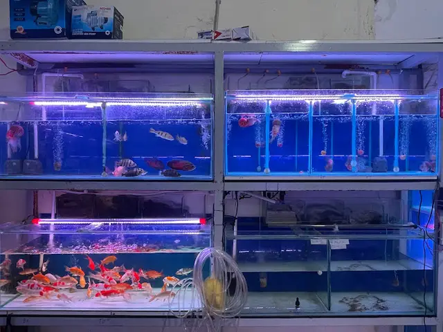 cửa hàng cá cảnh giá rẻ cửa hàng cá cảnh giá rẻ