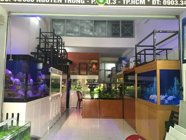 cửa hàng cá cảnh giá rẻ cửa hàng cá cảnh giá rẻ
