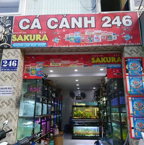 cửa hàng cá cảnh giá rẻ cửa hàng cá cảnh giá rẻ