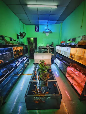 cửa hàng cá cảnh giá rẻ cửa hàng cá cảnh giá rẻ