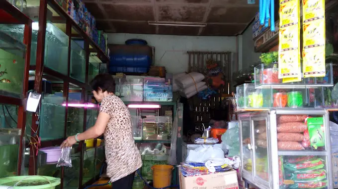 cửa hàng cá cảnh giá rẻ cửa hàng cá cảnh giá rẻ