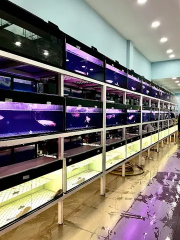 cửa hàng cá cảnh giá rẻ cửa hàng cá cảnh giá rẻ