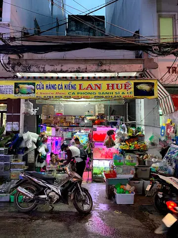 cửa hàng cá cảnh giá rẻ cửa hàng cá cảnh giá rẻ