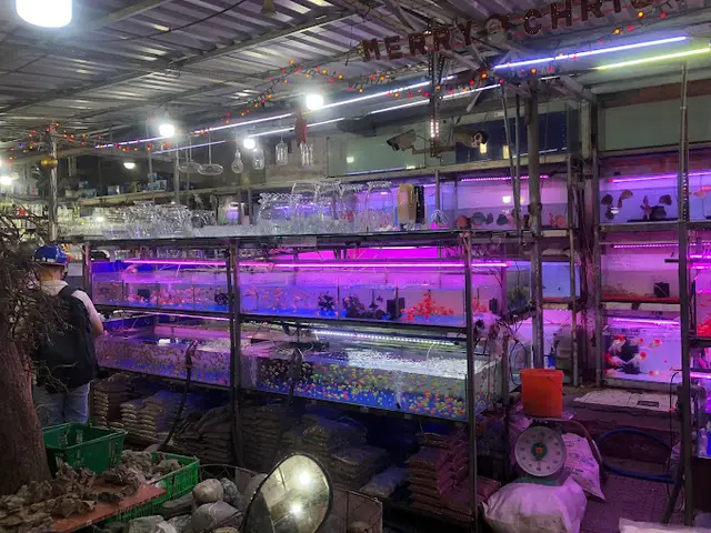 cửa hàng cá cảnh giá rẻ cửa hàng cá cảnh giá rẻ