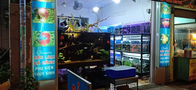 cửa hàng cá cảnh giá rẻ cửa hàng cá cảnh giá rẻ