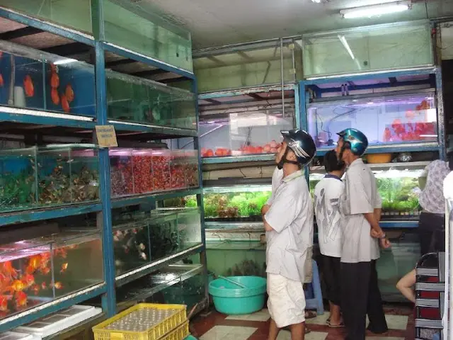 cửa hàng cá cảnh giá rẻ cửa hàng cá cảnh giá rẻ