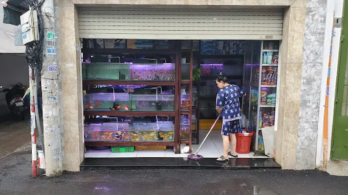 cửa hàng cá cảnh giá rẻ cửa hàng cá cảnh giá rẻ