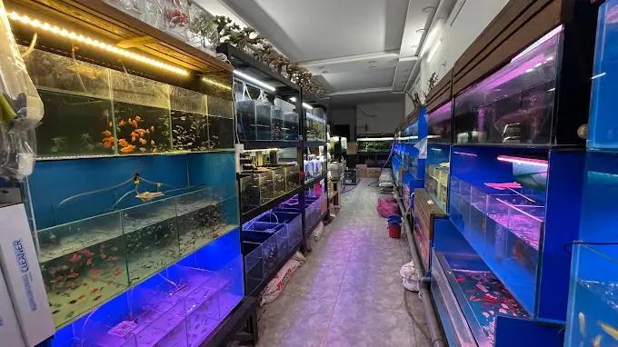 cửa hàng cá cảnh giá rẻ cửa hàng cá cảnh giá rẻ