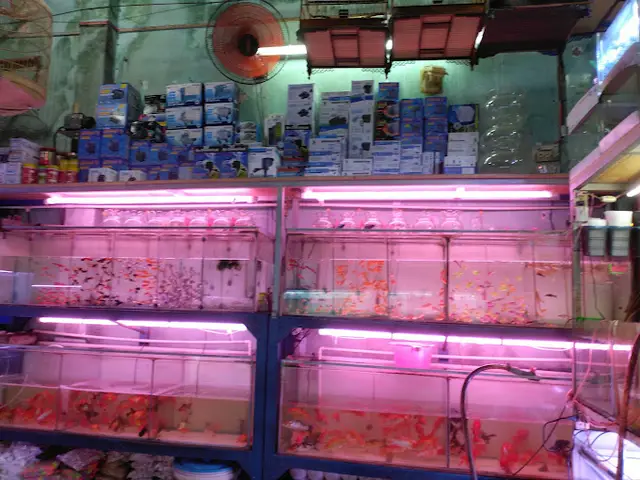 cửa hàng cá cảnh giá rẻ cửa hàng cá cảnh giá rẻ