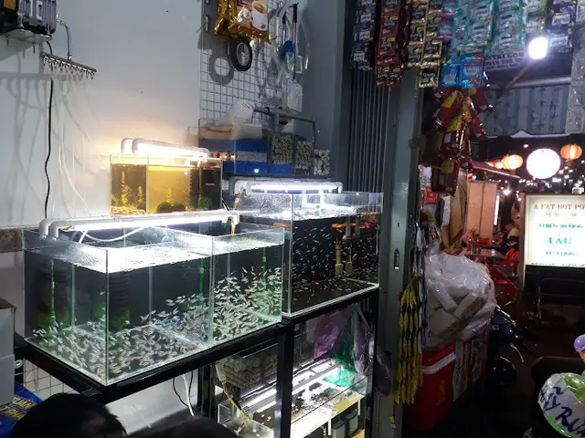 cửa hàng cá cảnh giá rẻ cửa hàng cá cảnh giá rẻ