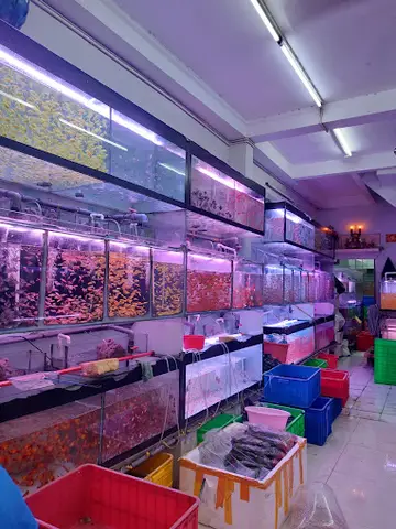 cửa hàng cá cảnh giá rẻ cửa hàng cá cảnh giá rẻ