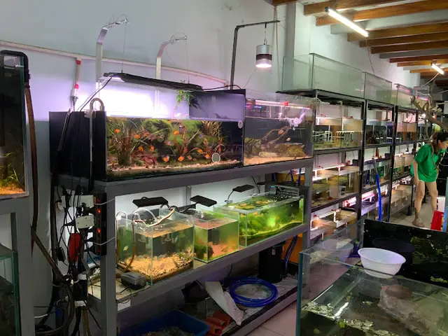 cửa hàng cá cảnh giá rẻ cửa hàng cá cảnh giá rẻ