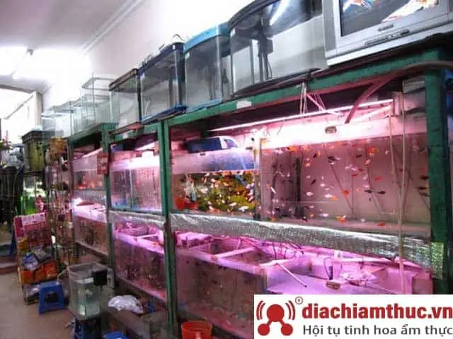 cửa hàng cá cảnh quận tân phú cửa hàng cá cảnh quận tân phú