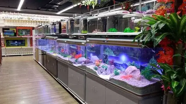 cửa hàng cá cảnh quận tân phú cửa hàng cá cảnh quận tân phú