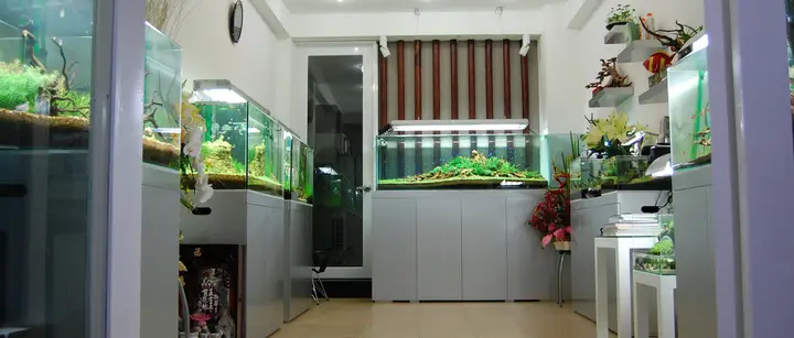 cửa hàng hồ cá thủy sinh lâm kim chi cửa hàng hồ cá thủy sinh lâm kim chi
