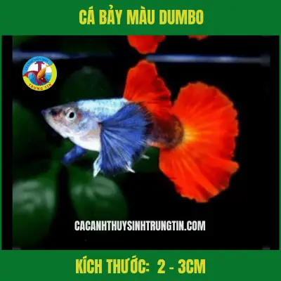 đá cá bảy màu