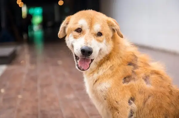 đàn chó con dễ thương đàn chó con dễ thương