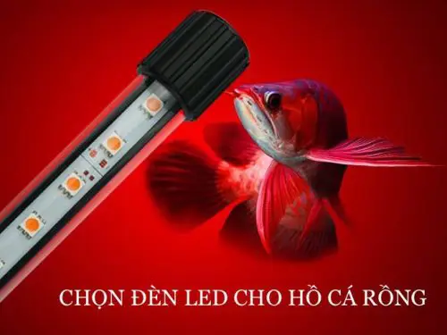 đánh đèn cho cá rồng highback đánh đèn cho cá rồng highback