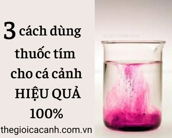 đánh thuốc tím hồ cá đánh thuốc tím hồ cá