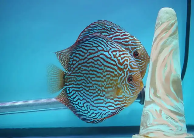 dấu hiệu cá dĩa bắt cặp dấu hiệu cá dĩa bắt cặp
