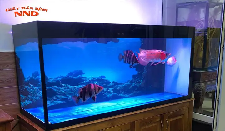 decal đen dán bể cá decal đen dán bể cá