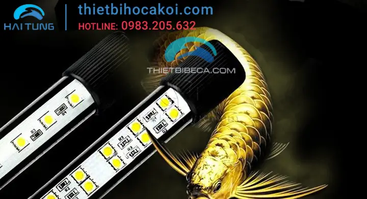 đèn led beamswork cho cá rồng