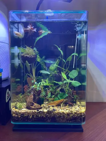 Đèn LED Cho Cá Betta: Hướng Dẫn Chọn & Sử Dụng Toàn Diện đèn led cho cá betta