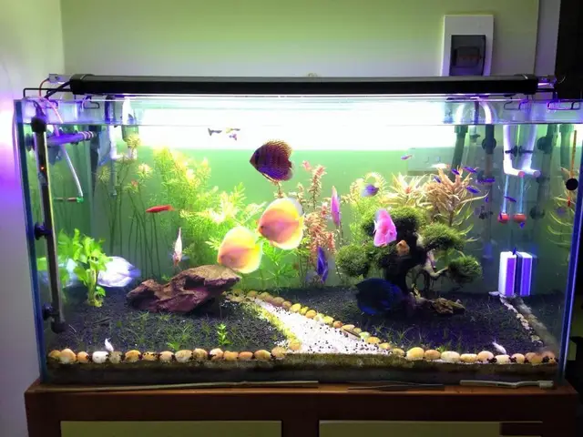 đèn led dây trang trí bể cá đèn led dây trang trí bể cá